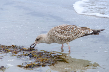 Möwe frißt Muscheln am Strand