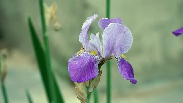 Close up of large blue iris flower with flying bee for pollination on summer meadow. Concept of ecology and nature
