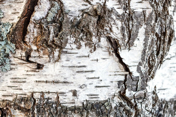 Old bark of birch tree. Natural background texture.