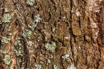 Old bark of pine tree. Natural background texture.