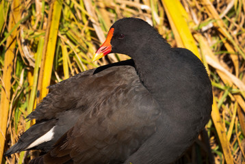 Dusky Moorhen at Australian wetland