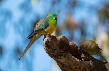 Red Rumped Parrot male