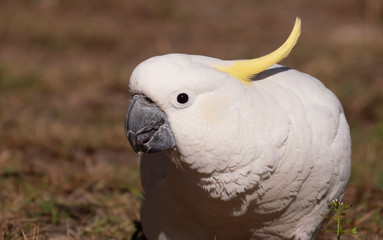 Sulphur Crested Cockatoo feeding on grass seeds