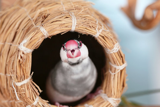 桜文鳥 Images – Browse 150 Stock Photos, Vectors, and Video