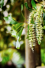 White color of macadamia nut flowers blossom on macadamia  tree branch