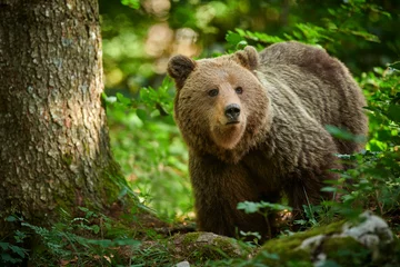Fotobehang Wild brown bear (Ursus arctos) close up © Piotr Krzeslak