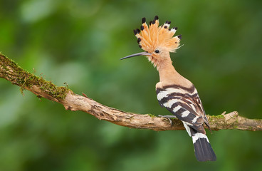 Eurasian Hoopoe or Common hoopoe (Upupa epops)