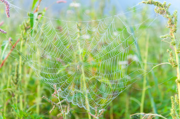 朝霧で水滴ができた蜘蛛の巣