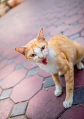 Fototapeta premium Close-up of hand catch cute kitten standing on the floor at the garden and looking at people with expression fear. Cat are mammals. decoration image contain certain grain noise and soft focus.
