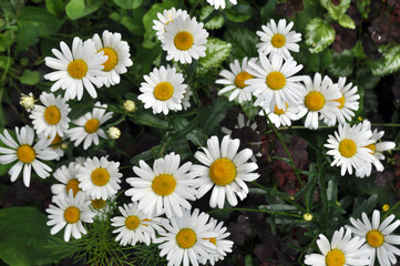 Meadow of wild or white chamomile flowers.