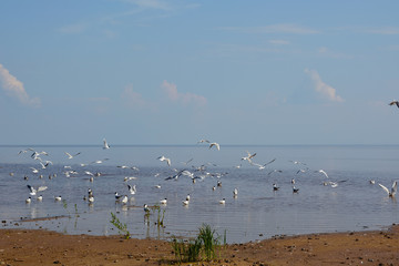 Summer landscape with a lake with a sandy shore and blue cloudy sky and white gulls soaring from the water.Lake Ilmen Novgorod region
