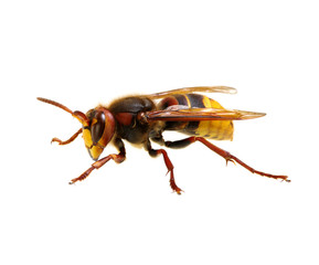 hornet isolated on white