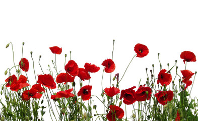 Obraz premium czerwone maki na białym tle