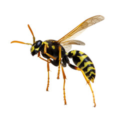 wasp isolated on white