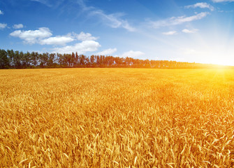 Wheat field and sun