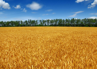 Wheat field and sun