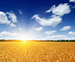 Naklejka premium Wheat field and sun