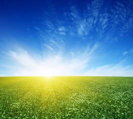 green field and blue sky