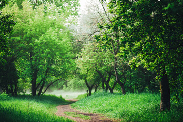 Scenic landscape with beautiful lush green foliage. Footpath under trees in park in early morning in mist. Colorful scenery with pathway among green grass and leafage. Vivid natural green background.
