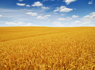 Golden wheat field
