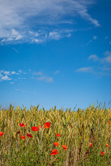 Poppies growing amongst cereal crops in the Sussex sunshine