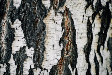 White nature background of birch bark close-up. Plane of birch trunk surface. Tree textured...