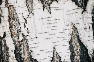 White nature background of birch bark close-up. Plane of birch trunk surface. Tree textured...