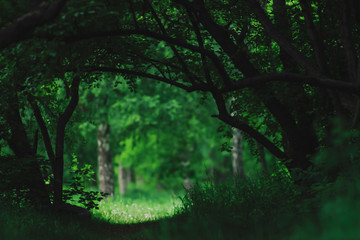 Atmospheric dark green landscape with fancy tree branches. Dark woodland vegetation tunnel. Sunny meadow behind trees. Light on glade behind darkness of woods. Forest shadows. Silhouettes of branches.