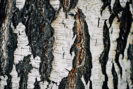 White nature background of birch bark close-up. Plane of birch trunk surface. Tree textured backdrop. Detailed natural texture of birch tree stem. Abstract background.