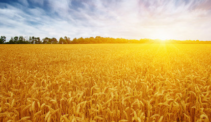 Golden wheat field with blue sky