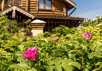 Fototapeta na wymiar Куст шиповника на фоне деревянного дома