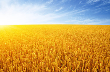 Wheat field and sun