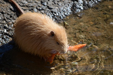 coypu