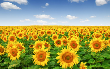 Sunflowers field on sky