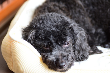 a dog portrait
