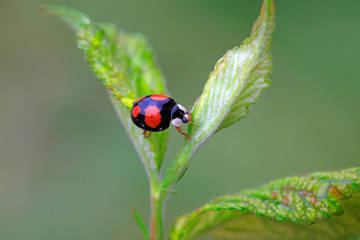 Fototapeta premium Lady beetles on plant leaves