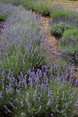 Fototapeta na wymiar Blooming beautiful flowers of Lavender or Lavandula swaying in the wind on the field. Harvest, perfume ingredient, aromatherapy.