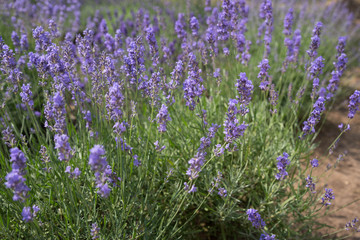 Blooming beautiful flowers of Lavender or Lavandula swaying in the wind on the field. Harvest, perfume ingredient, aromatherapy.