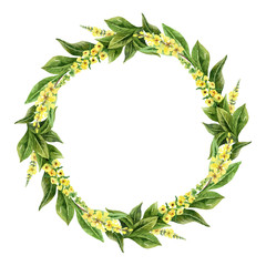 Watercolor vector hand painted wreaths with Mullein .