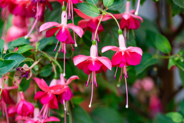 Pink blossoms of Fuchsia flower, Fuchsia Hybrida