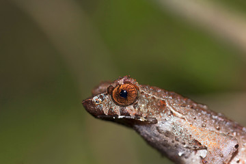Horned frog, Megophrys ancrae, Namdapha Tiger Reserve, Arunachal Pradesh, India