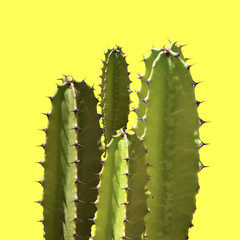 Cactus silhouette in the yellow background