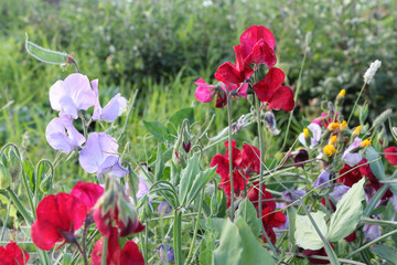 Flowers of sweet peas on the background of green grass in the summer garden