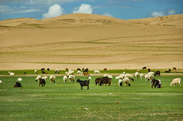  Sands Mongol Els