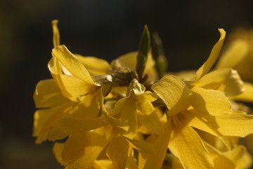 petals of yellow flowers close up