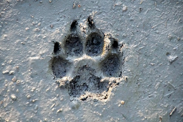 dog foot print on wet ground