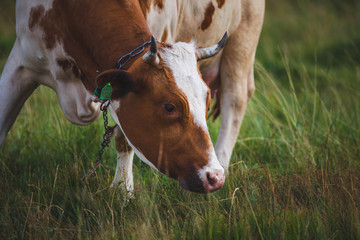 Naklejka na ściany i meble Cow is grazing the spring pasture, closeup