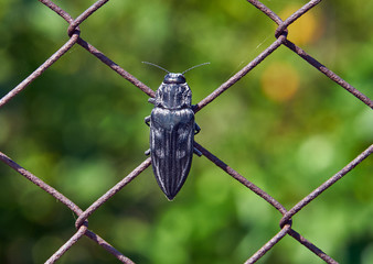 Schwarzer Käfer am Maschendrahtzaun.