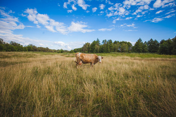 cows at summer green field with a beautiful blue sky with clouds