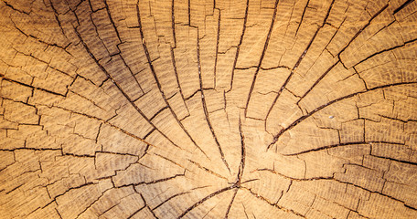 Fototapeta premium Wooden background image: tree stump, close up